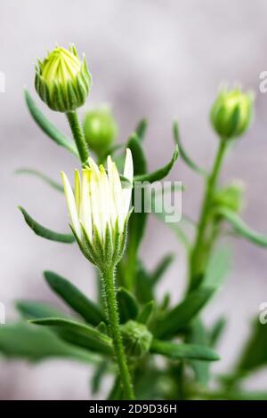 Dimorphotheca ecklonis blüht, gemeinhin als Gänseblümchen bezeichnet Stockfoto