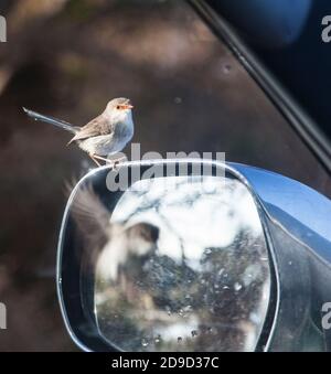 Weibliche Splendid Fairy Wren (Malurus splendens) auf Rückspiegel mit männlichen Vogel auf dem Flügel, Vivonne Bay, Kangaroo Island, South Australia Stockfoto