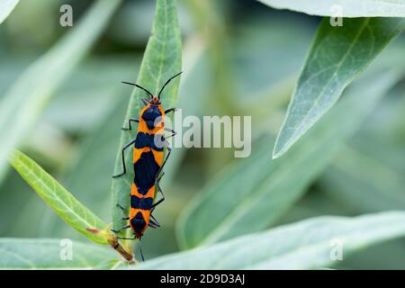 Männliche und weibliche große Milchkäfer, Oncopeltus fasciatus, brüten auf einem Milchkrautblatt. Kansas, USA. Stockfoto