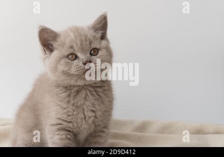 Reinrassige britische Kurzhaarkatze, Rauchfarbe. Kleines niedliches Kätzchen auf einer warmen Decke sitzend. Selektiver Fokus. Die Liebe zu einem Haustier. Stockfoto