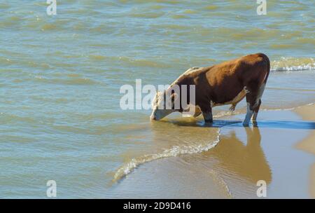 Stier trinkt sauberes Wasser aus dem See. Sauberes Wasser des Baikalsees. Stier als Symbol für das neue Jahr und weihnachten 2021 Stockfoto