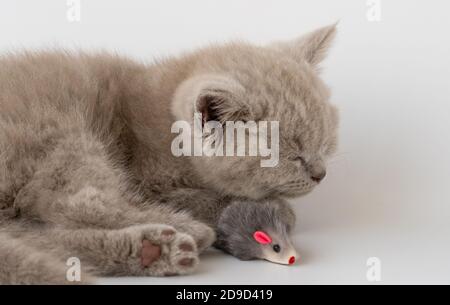 Das Kätzchen schläft süß und daneben liegt eine Spielzeugmaus. Stockfoto