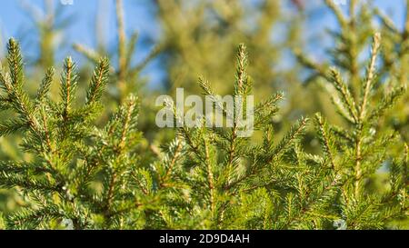 Immergrüne Zweige von Weihnachtsbaum im Kiefernwald. Close-up Tanne natürliche Tannenzweige bereit für festliche Dekoration für Weihnachten und ein glückliches neues Jahr Stockfoto