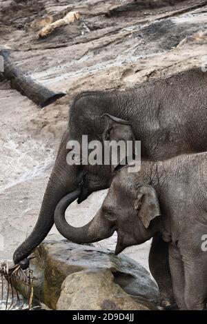 Elefanten im Zoo, Mama und Kalb essen. Zwei asiatische Elefanten. Stockfoto