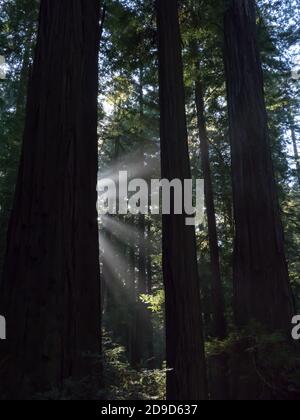 Kalifornische Küstenmammutbäume, Sequoia sempervirens, die höchsten Bäume der Erde im Humboldt Redwoods State Park, Kalifornien, USA Stockfoto