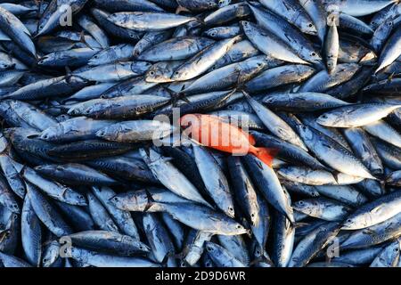 Der lebhafte Fischmarkt am frühen Morgen in Mutrah, Oman. Stockfoto