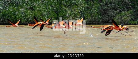 Schwarm von American Flamingo (Phoenicopterus ruber) fliegen im Mangrovenwald, Celestun Biosphere Reserve, Yucatan Peninsula, Mexiko. Stockfoto