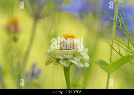 Gelbe Zinnia Blume auf dem Feld mit schönen verschwommen Bokeh Hintergrund Stockfoto