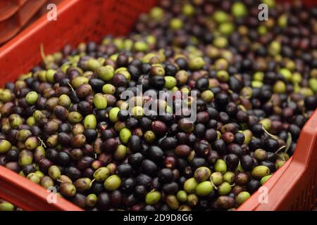 Olivenölernte in Italien - Herbst 2020 Saison Stockfoto