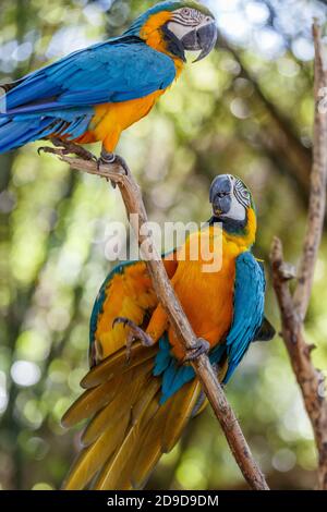 Zwei blau-gelbe Aras sitzen auf einem Ast. Bali Bird Park, Gianyar, Bali, Indonesien. Stockfoto