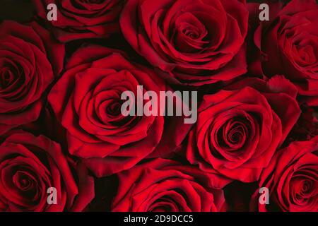 Bouquet von dunkelroten Rosen Hintergrund. Stockfoto