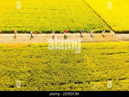 Eine Kindergärtnerin nimmt Kinder mit, um in den goldenen Reisfeldern zu malen, um den kommenden Herbst in Rugao City, der ostchinesischen Provinz Jiangsu, zu begrüßen. Stockfoto