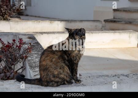 Eine braun schwarz gefleckte streunende Wildkatze mit abgebissenen Ohren auf einer Küstenstraße in Portugal. Stockfoto