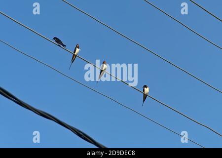 Schwalben sitzen auf einem Stromkabel auf einem blauen Himmel Hintergrund, Low-Angle-Ansicht Stockfoto