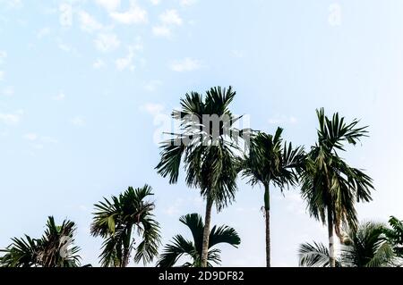 Kokosnuss-Palme-Hintergrund Foto im Herbst saisonalen Thema hinterleuchtet, aber lebendige Farbe Sonnenaufgang Himmel. Palme in beleuchtet durch Sonnenlicht. Goa Sea Beac Stockfoto