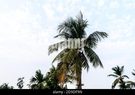 Kokosnuss-Palme-Hintergrund Foto im Herbst saisonalen Thema hinterleuchtet, aber lebendige Farbe Sonnenaufgang Himmel. Palme in beleuchtet durch Sonnenlicht. Goa Sea Beac Stockfoto