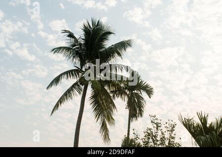 Kokosnuss Palme Hintergrund Foto im Sommer saisonalen Thema hell durch lebendige Farbe Sonnenuntergang Himmel beleuchtet. Palme in beleuchtet durch Sonnenlicht. Goa Sea B Stockfoto