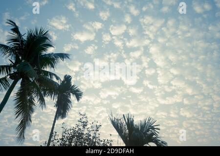 Kokosnuss Palme Hintergrund Foto im Sommer saisonalen Thema hell durch lebendige Farbe Sonnenuntergang Himmel beleuchtet. Palme in beleuchtet durch Sonnenlicht. Goa Sea B Stockfoto