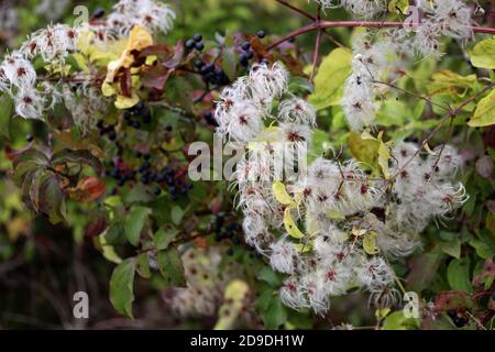 Saatgut Köpfe mit seidigen Anhängsel der Wilden Climatis Stockfoto
