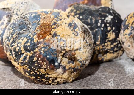 Mehrere verdorbene faule Äpfel auf grauem Hintergrund, Nahaufnahme, Kopierraum. Unsachgemäße Lagerung von Früchten Stockfoto