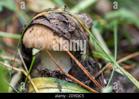 Ein junger Pilz, bedeckt mit braunen alten Blättern, wächst zwischen heruntergefallenen Blättern, Gras im Wald Stockfoto