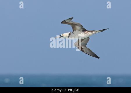 Ein unreifer nördlicher Gannet (Morus bassanus) auf dem Flug vor Pendeen, Cornwall, England, Großbritannien. Stockfoto