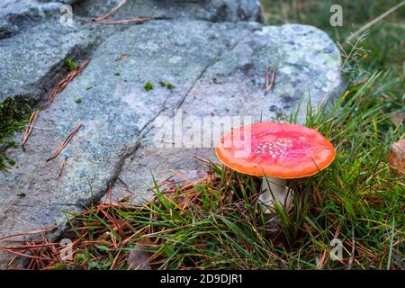 Amanita muscaria: Diese auffallenden roten Pilze sind hochgiftig. In diesem Fall wachsen sie in einem hohen Kiefernwald in Gelände mit Felsen kombiniert. Stockfoto