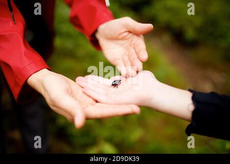 Nahaufnahme Hände halten Bug in der Handfläche Stockfoto