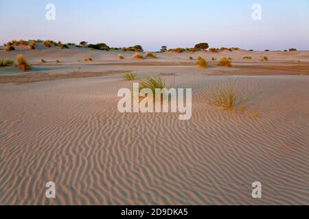 Geographie / Reisen, Frankreich, Languedoc-Roussillon, Le Grau-du-ROI, Dünen in der Camargue, Additional-Rights-Clearance-Info-not-available Stockfoto