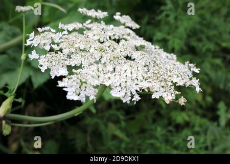 Blume von Hogweed im Sommerpark, Moskau, Russland Stockfoto