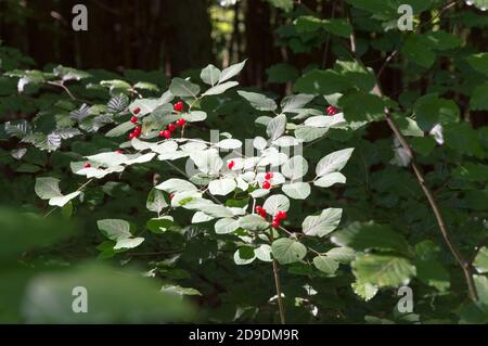 bush mit roten Beeren und grünen Blättern im Wald Stockfoto