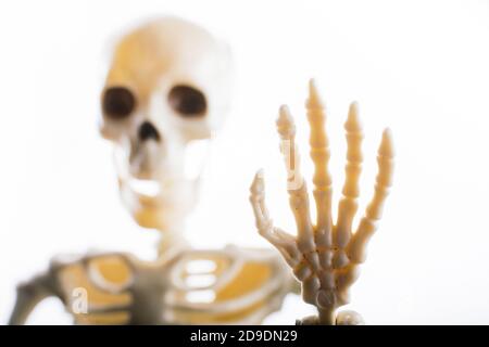 Menschliches Skelett Modell für medizinische Anatomie Wissenschaft medizinische Klinik Konzept. Stockfoto