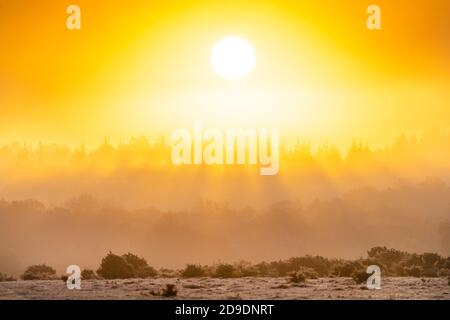 New Forest, Hampshire. November 2020. Wetter in Großbritannien. Ponys grasen bei Sonnenaufgang an einem kalten und frostigen Morgen im New Forest. Credit Stuart Martin/Alamy Live News Stockfoto