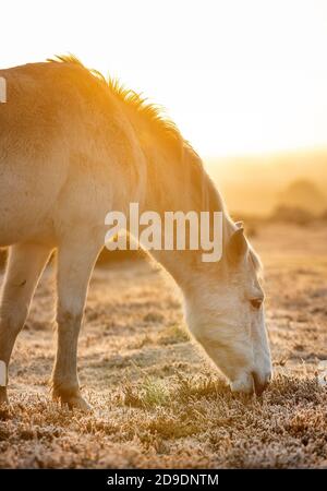 New Forest, Hampshire. November 2020. Wetter in Großbritannien. Ponys grasen bei Sonnenaufgang an einem kalten und frostigen Morgen im New Forest. Credit Stuart Martin/Alamy Live News Stockfoto