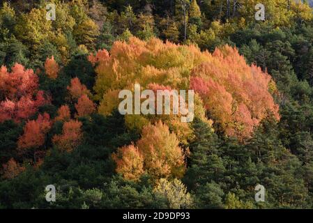 Herbstfarben, darunter bunte Ahornbäume oder Blätter & Kiefer Bäume im Herbst im Verdon Gorge Regional Park Oder Naturschutzgebiet Provence Frankreich Stockfoto