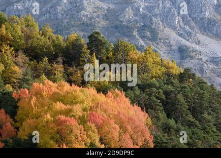 Herbstfarben, darunter bunte Ahornbäume oder Blätter & Kiefer Bäume im Herbst im Verdon Gorge Regional Park Oder Naturschutzgebiet Provence Frankreich Stockfoto