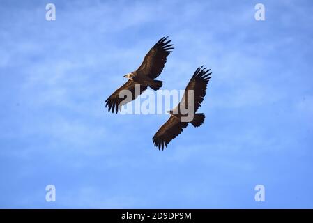 Paar oder zwei Gänsegeier, Gyps fulvus, auch Eurasisches Gänsegeier-Fliegen genannt Stockfoto