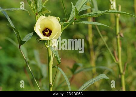 Okra Blume in Blüte auf dem Feld. Abelmoschus esculentus Stockfoto