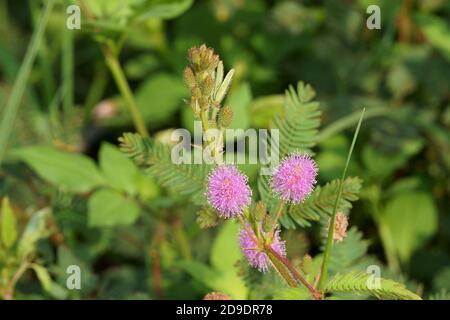 Nahaufnahme von Mimosa pudica Blumen auf dem Feld Stockfoto