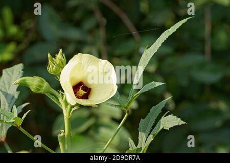 Okra Blume blüht in der Morgensonne. Abelmoschus esculentus Stockfoto