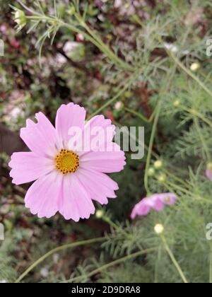 Cosmos ist eine Gattung der Asteraceae Familie, mit dem gleichen gemeinsamen Namen des Kosmos, bestehend aus blühenden Pflanzen in der Familie der Sonnenblumen. Stockfoto