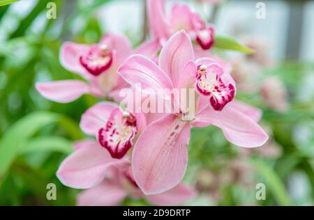 Purpurne Orchideenblüte phalaenopsis, phalaenopsis oder falah. Lila phalaenopsis Blumen auf der rechten Seite. Bekannt als Schmetterling Orchideen. Selektiver Fokus. Stockfoto
