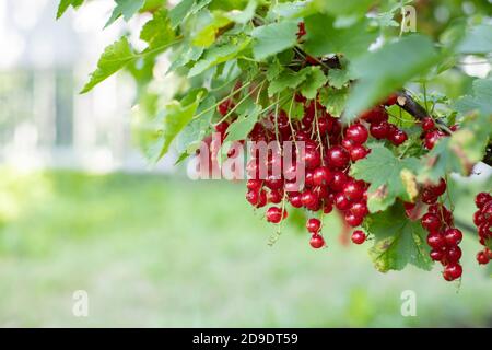 Reife Trauben von roten Johannisbeeren hängen an einem Zweig mit grünen Blättern, Bauernbeergarten. Rote Johannisbeere im Freien kopieren Raum horizontale Fotografie Stockfoto