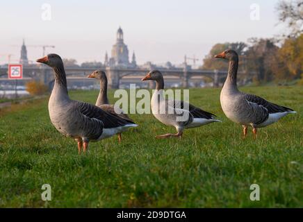 Dresden, Deutschland. November 2020. Wildgänse laufen morgens über die Elbwiesen, im Hintergrund ist die Frauenkirche zu sehen. Quelle: Robert Michael/dpa-Zentralbild/ZB/dpa/Alamy Live News Stockfoto