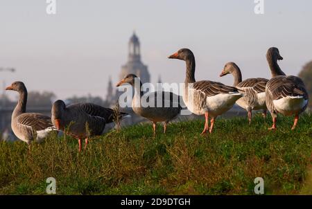 Dresden, Deutschland. November 2020. Wildgänse stehen morgens auf den Elbwiesen, die Frauenkirche ist im Hintergrund zu sehen. Quelle: Robert Michael/dpa-Zentralbild/ZB/dpa/Alamy Live News Stockfoto