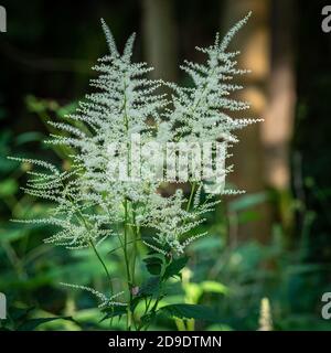 Goats Beard oder Aruncus dioicus ist ein winterharter, mehrjähriger, farnähnlicher Laub, aus dem im Sommer Federn von cremeweißen, astilbe-ähnlichen Blüten erscheinen Stockfoto