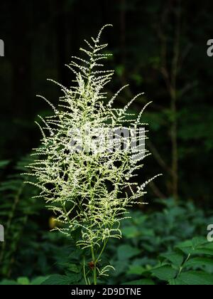 Goats Beard oder Aruncus dioicus ist ein winterharter, mehrjähriger, farnähnlicher Laub, aus dem im Sommer Federn von cremeweißen, astilbe-ähnlichen Blüten erscheinen Stockfoto