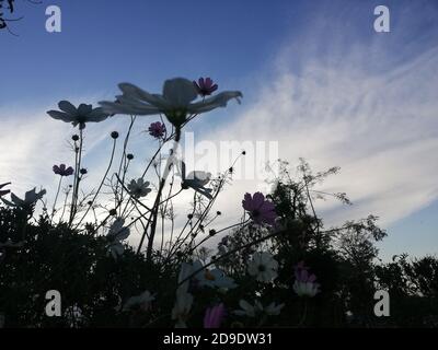 Cosmos ist eine Gattung der Asteraceae Familie, mit dem gleichen gemeinsamen Namen des Kosmos, bestehend aus blühenden Pflanzen in der Familie der Sonnenblumen. Stockfoto
