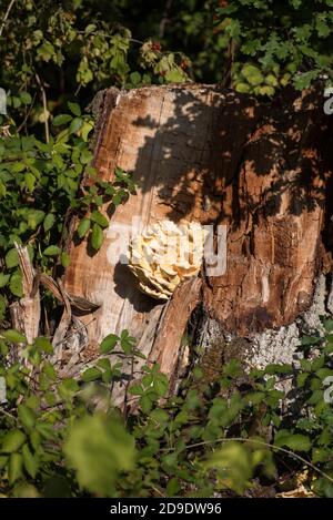 Riesige gelbe Pilze auf gebrochenen Baumstamm Stockfoto