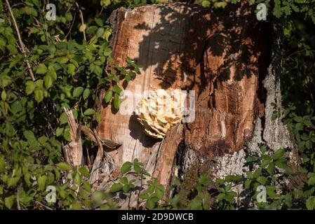 Riesige gelbe Pilze auf gebrochenen Baumstamm Stockfoto